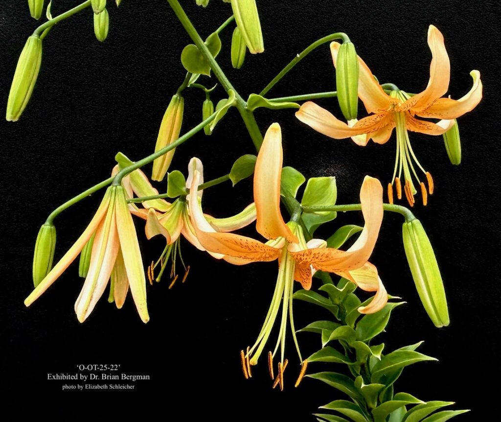 Ontario Regional Lily Society